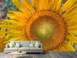 Fototapete Blütenstand einer Sonnenblume
