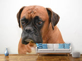 Fototapete Der Boxer