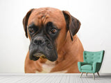 Fototapete Der Boxer