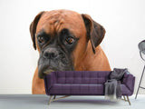 Fototapete Der Boxer