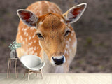 Fototapete Der Damhirsch