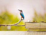 Fototapete Der Eisvogel