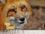 Fototapete Der Fuchs