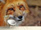 Fototapete Der Fuchs