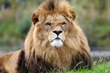 Fototapete Der König der Tiere