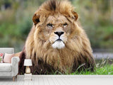 Fototapete Der König der Tiere