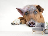 Fototapete Der lustige Schweine Hund