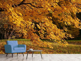 Fototapete Der prächtige Herbstbaum