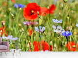 Fototapete Der wilde Mohn XL