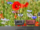 Fototapete Der wilde Mohn XL