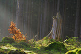 Fototapete Der Zauber im Wald