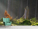 Fototapete Der Zauber im Wald