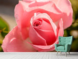 Fototapete Die Rose in rosa