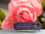 Fototapete Die Rose in rosa