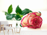 Fototapete Die stolze Rose