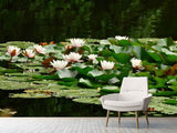 Fototapete Ein Feld voller Seerosen