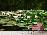 Fototapete Ein Feld voller Seerosen