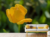 Fototapete Gelbe Tulpe XL