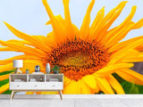 Fototapete Grosse Sonnenblume