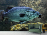 Fototapete Grosser Fisch
