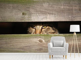 Fototapete Katze im Versteck