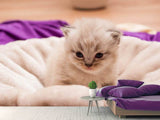Fototapete Kitten zum Verlieben