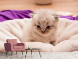Fototapete Kitten zum Verlieben