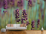 Fototapete Lavendel in XL