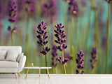 Fototapete Lavendel in XL
