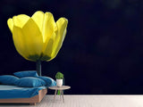 Fototapete Leuchtende Tulpe