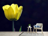 Fototapete Leuchtende Tulpe