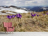 Fototapete Lila Krokus