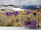 Fototapete Lila Krokus
