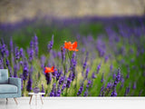 Fototapete Mohn im Lavendel