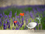 Fototapete Mohn im Lavendel
