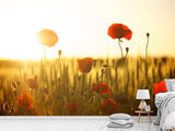 Fototapete Mohn im Sonnenuntergang