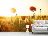 Fototapete Mohn im Sonnenuntergang