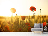 Fototapete Mohn im Sonnenuntergang