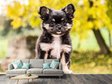 Fototapete Niedliche Chihuahua Welpe