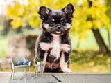Fototapete Niedliche Chihuahua Welpe