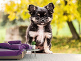 Fototapete Niedliche Chihuahua Welpe