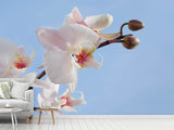 Fototapete Orchidee im Himmel