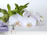 Fototapete Orchidee und Bambus