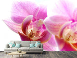 Fototapete Prächtige Phalaenopsis