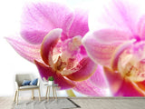 Fototapete Prächtige Phalaenopsis