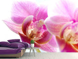 Fototapete Prächtige Phalaenopsis
