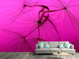 Fototapete Pusteblume in pink
