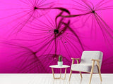 Fototapete Pusteblume in pink
