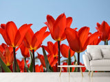Fototapete Rote Tulpen XL