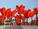 Fototapete Rote Tulpen XL